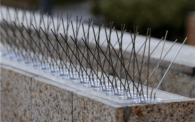 Bird Spikes